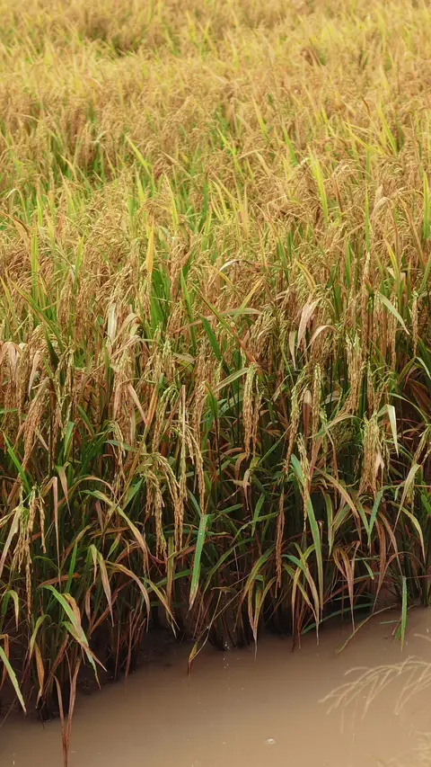 Bông lúa chín trước ngày gặt