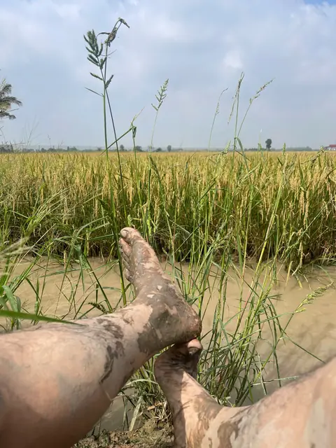 Lội ruộng kiểm tra mực nước