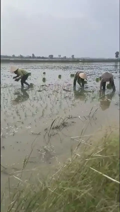 Cấy mạ xuống ruộng ngập nước