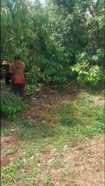 Chăm sóc vườn