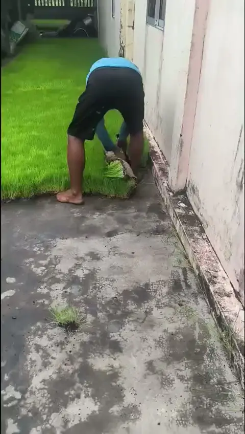 Gieo mạ khay, chuẩn bị vụ mới