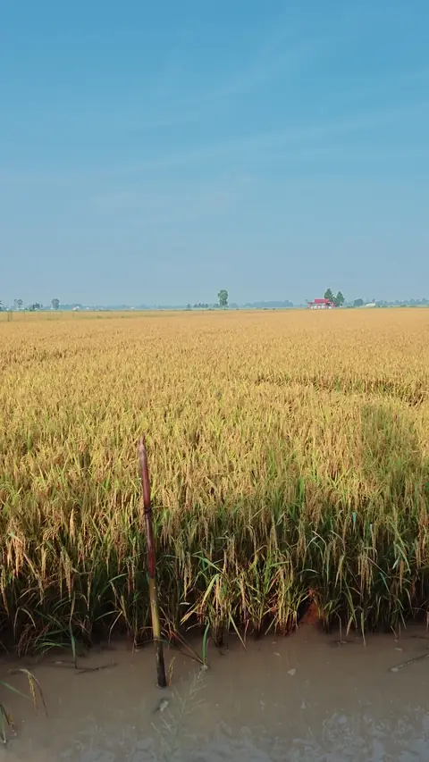 Mùa lúa chín tại Cà Mau: khi đồng ruộng lên màu vàng