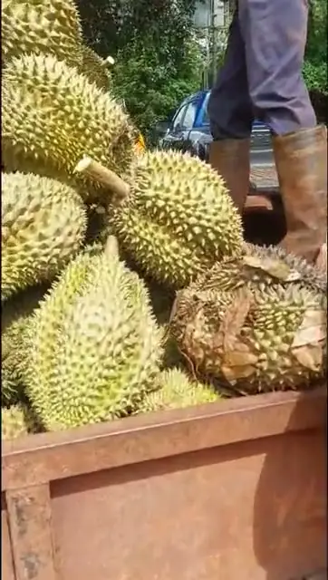 Thu hoạch theo đợt