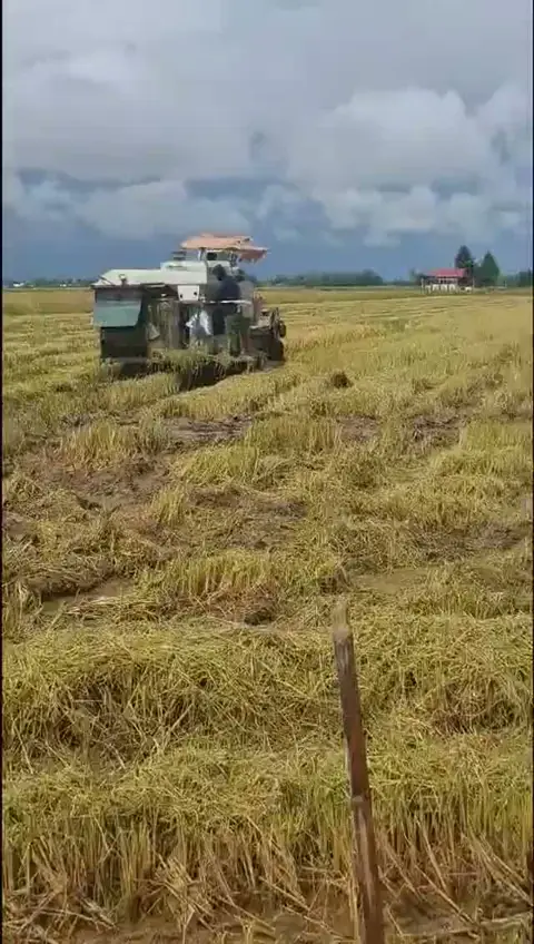 Máy gặt vào đồng